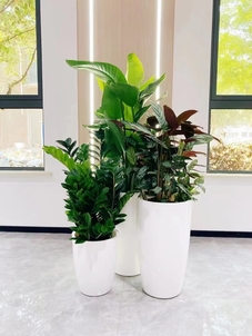 慈溪花木租赁方案大揭秘，打造独特景观超简单！亡